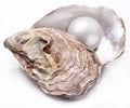 Oyster with pearl isolated. Royalty Free Stock Photo