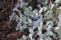 Oyster plant in flower on seashore Royalty Free Stock Photo