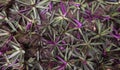 Oyster plant, violet and green color of plant in the resort garden