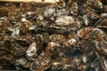 Oyster production in the oster ferm.