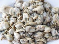 Oyster raw material