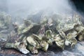 Oyster Roast