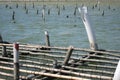 Oyster shelf in coastline of southern Taiwan