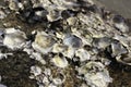 Oyster shell that is attached to the stone Royalty Free Stock Photo