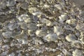 Oyster shell that is attached to the stone Royalty Free Stock Photo