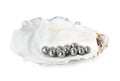 Oyster shell with black pearls on white background Royalty Free Stock Photo