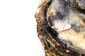 Oyster shell fossil, detail, white background Royalty Free Stock Photo