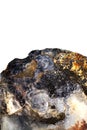 Oyster shell fossil, detail, white background Royalty Free Stock Photo