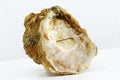 Oyster shell fossil Royalty Free Stock Photo