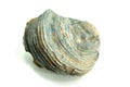 Oyster shell fossil, white background Royalty Free Stock Photo