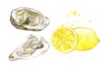 Oyster shell and lemon watercolor illustration