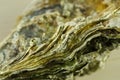 Oyster shell macro Royalty Free Stock Photo