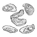 Oyster shell set. Engraved style. Isolated on white background. Royalty Free Stock Photo