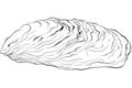 Oyster shell line art Royalty Free Stock Photo