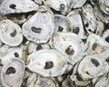 Oyster Shells