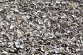 Oyster shells background