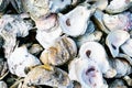 Louisiana Oyster Shells