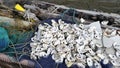 Louisiana Oyster Shells Royalty Free Stock Photo