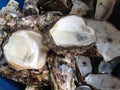 Oyster shells