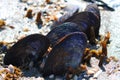 Oyster Shells Bulls Island South Carolina