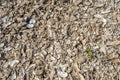 Oyster shells on the ground