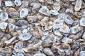 Oyster shells that have been discarded