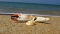 the oyster shells in hikkaduwa beach,sri lanka