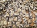 Oyster Shells on Rock Royalty Free Stock Photo