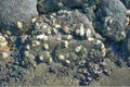 Oyster Shells on Stone at North Sea,North Frisia,Wattenmeer National Park,Germany