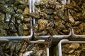 Oyster shuck in boxes, processing of oysters Royalty Free Stock Photo