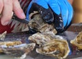 Oyster Shucking Royalty Free Stock Photo