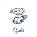 Oyster sketch vector illustration.