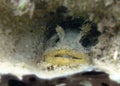 Oyster Toadfish Royalty Free Stock Photo