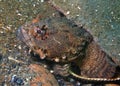 Oyster Toadfish 2 Royalty Free Stock Photo