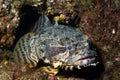 Oyster Toadfish Royalty Free Stock Photo