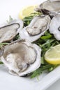 Oyster with rocket salad and lemon slice Royalty Free Stock Photo