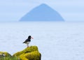 Oystercatcher and Ailsa Craig Royalty Free Stock Photo