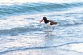 Oystercatcher In The Beach Surf Royalty Free Stock Photo