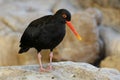 Oystercatcher Bird