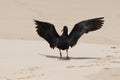 Oystercatcher Bird Landing Royalty Free Stock Photo