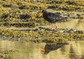 Oystercatcher Bird at Scandrett Beach Auckland New Zealand; Wildlife at Regional Park