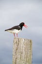 Oystercatcher Royalty Free Stock Photo