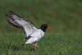 Oystercatcher Royalty Free Stock Photo