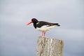 Oystercatcher Royalty Free Stock Photo