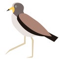 Oystercatcher flat illustration on white