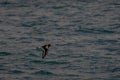 Oystercatcher Flying Low Over Sea Water Royalty Free Stock Photo