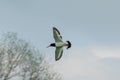 Oystercatcher flying over the field