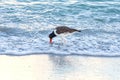 Oystercatcher Foraging In The Surf Royalty Free Stock Photo