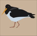 Oystercatcher graphic icon