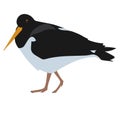 Oystercatcher graphic icon